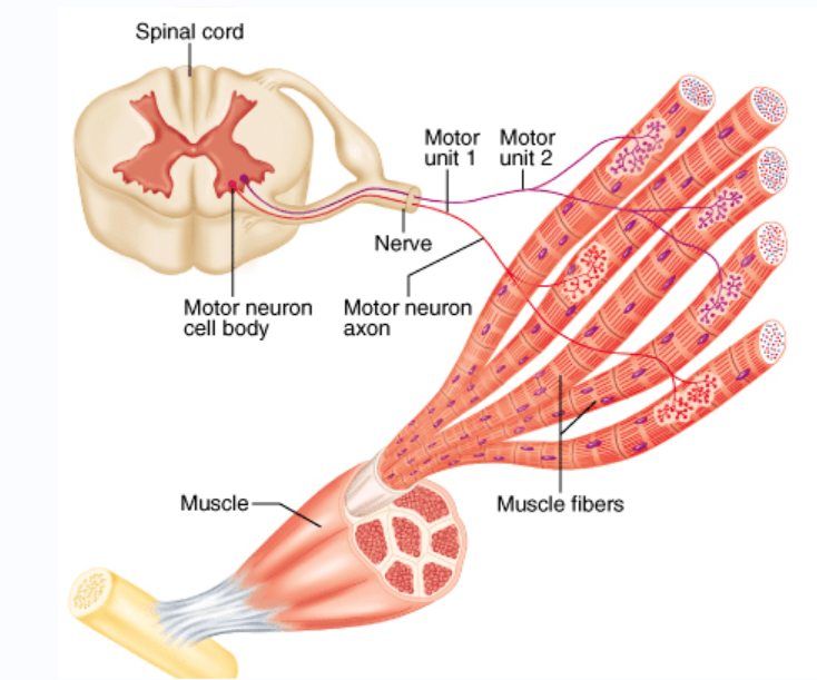 muscle nurve system