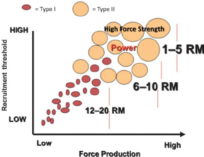 プロ説明|Emsの高効率筋肉刺激の科学的原理 1 The Size Principle Is Depicted In This Figure In Which Each Circle Represents A Motor